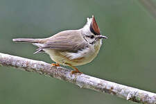 Yuhina de Taïwan