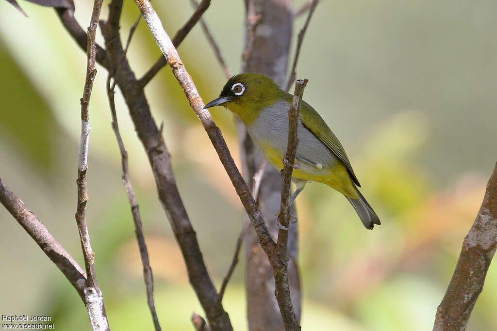 Black-capped White-eyeadult, identification