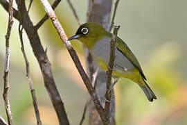 Black-capped White-eye