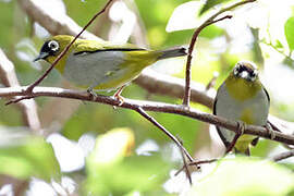 Black-capped White-eye