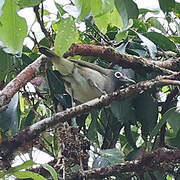 Grey-hooded White-eye