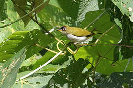 Cream-throated White-eye