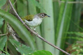 Cream-throated White-eye