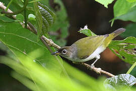 Cream-throated White-eye