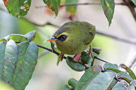 Mountain Blackeye