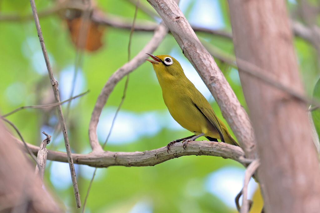 Lemon-bellied White-eyeadult, song