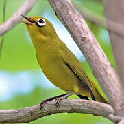 Lemon-bellied White-eye