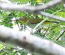 Zostérops d'Ambon