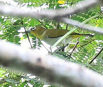 Ambon White-eye