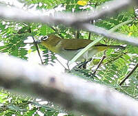 Zostérops d'Ambon