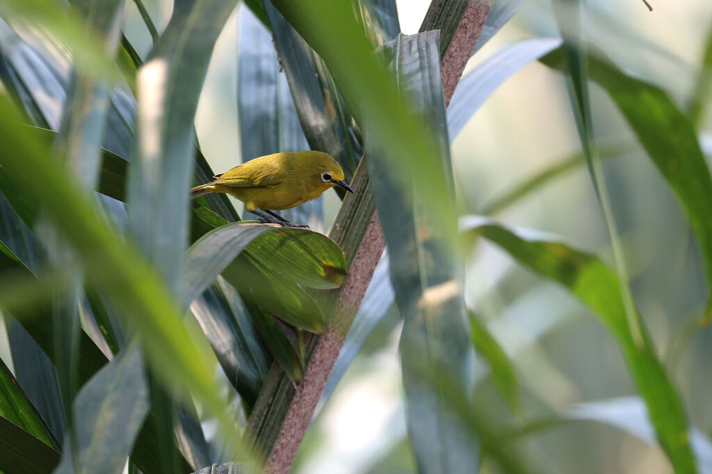Angola White-eye