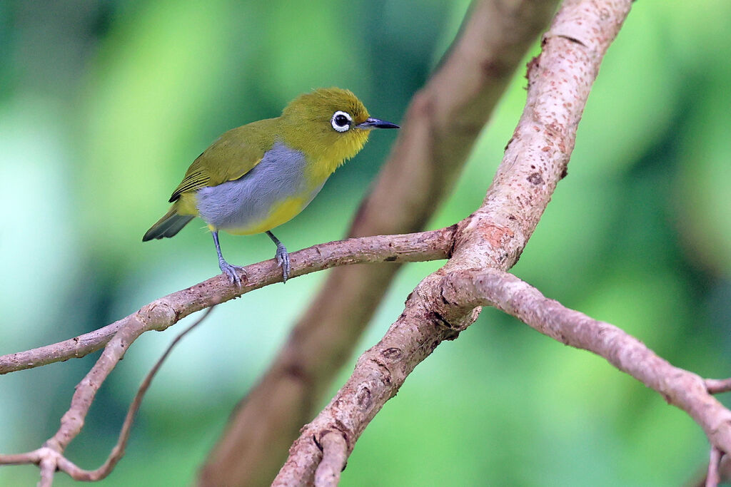 Zostérops d'Everett