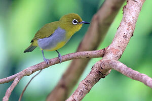 Zostérops d'Everett