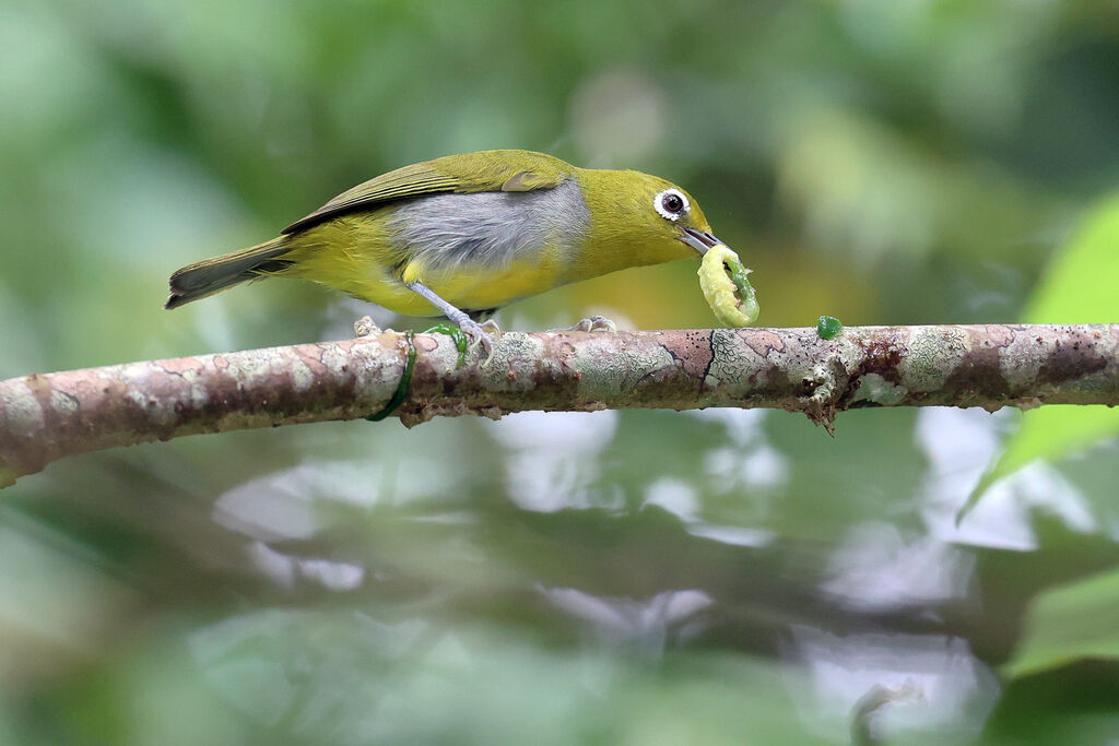 Zostérops d'Everett