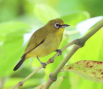 Buru White-eye