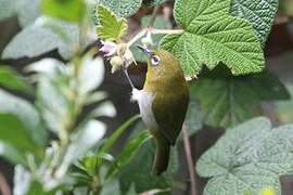 Sri Lanka White-eye