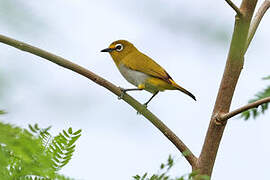 Kai Besar White-eye