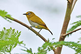 Kai Besar White-eye