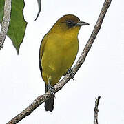 Kai Kecil White-eye