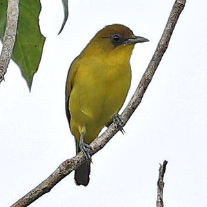 Zostérops de la Petite Kaï