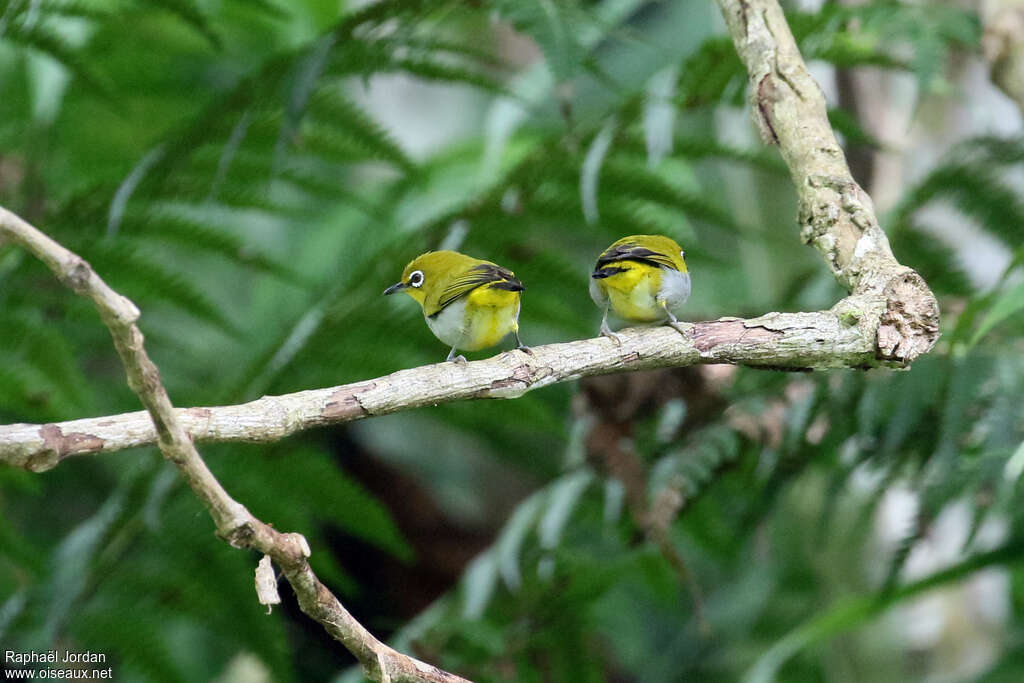 Sangkar White-eye