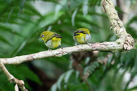 Sangkar White-eye