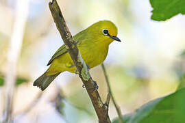 Pemba White-eye