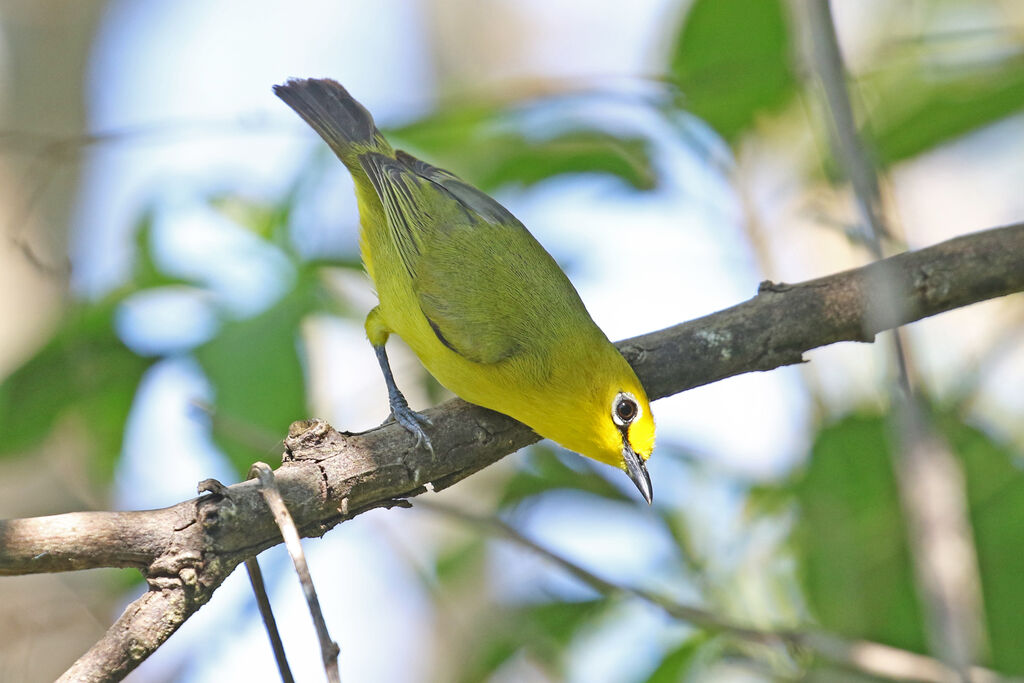 Pemba White-eyeadult