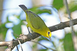 Pemba White-eye