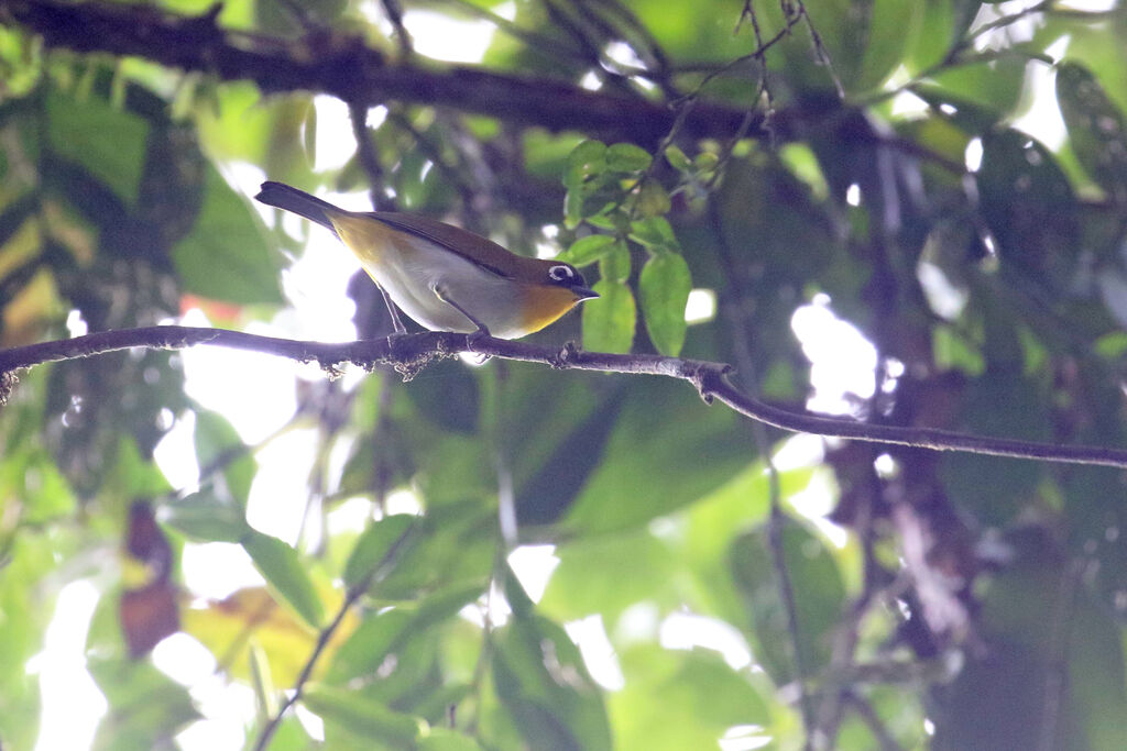 Zostérops de Salvadoriadulte, identification