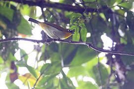 Black-fronted White-eye