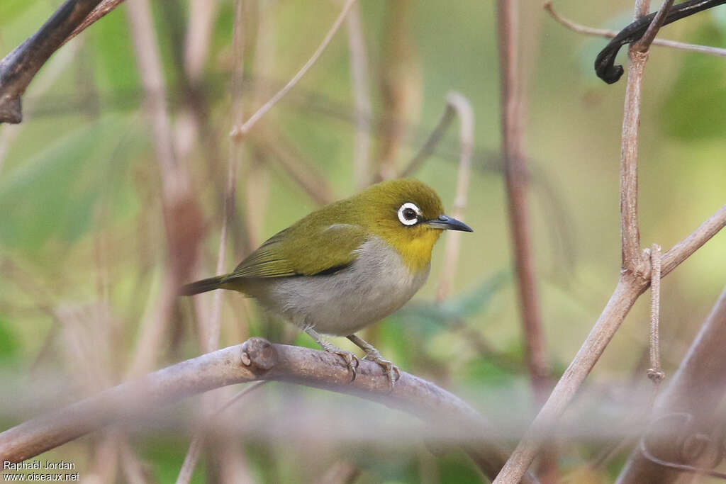 Swinhoe's White-eyeadult, pigmentation