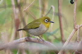 Swinhoe's White-eye