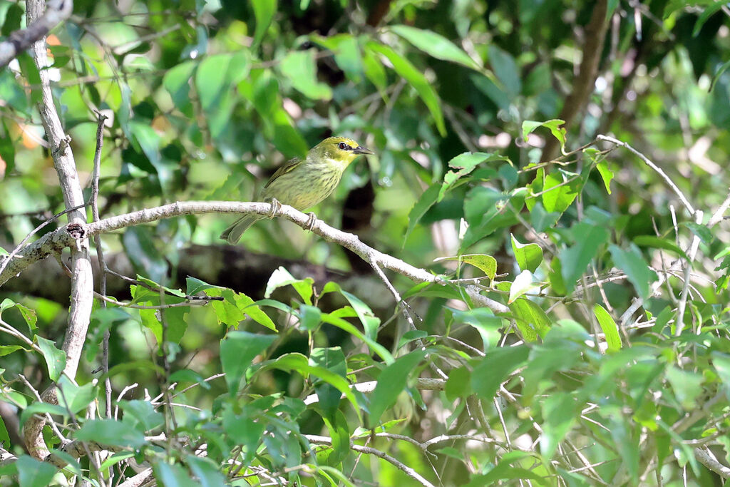 Zostérops de Timor