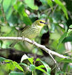 Zostérops de Timor