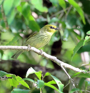 Zostérops de Timor