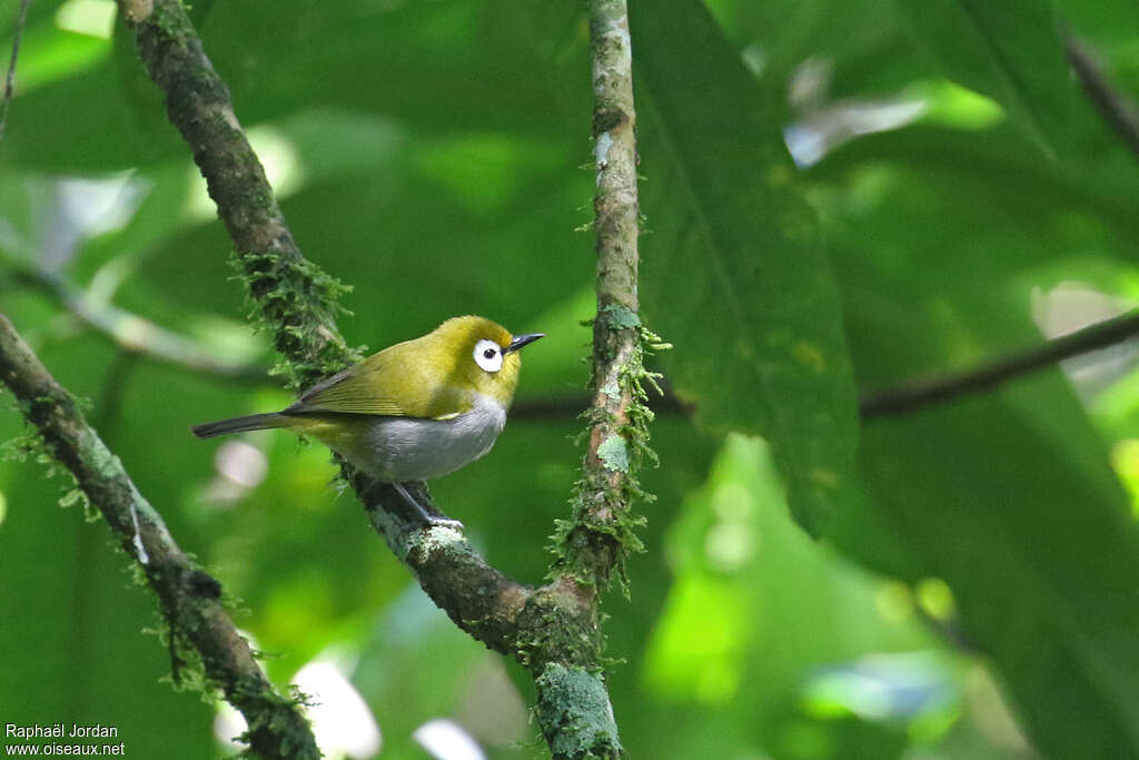 Taita White-eyeadult, habitat, pigmentation