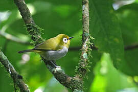 Taita White-eye