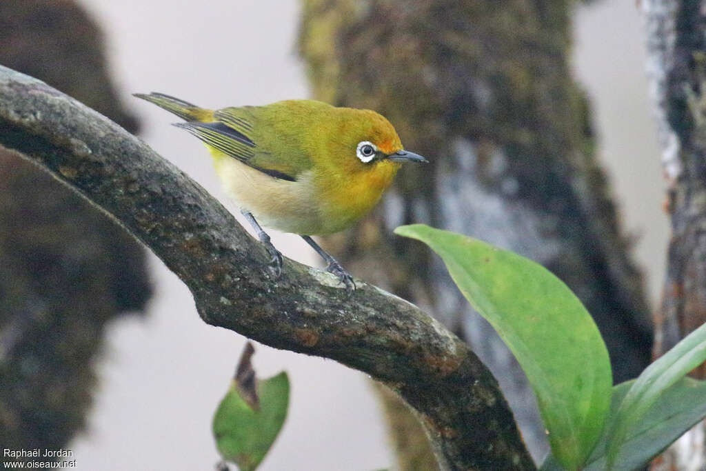 Warbling White-eyeadult