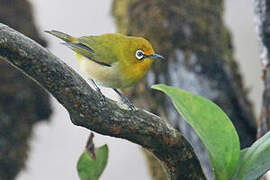 Warbling White-eye