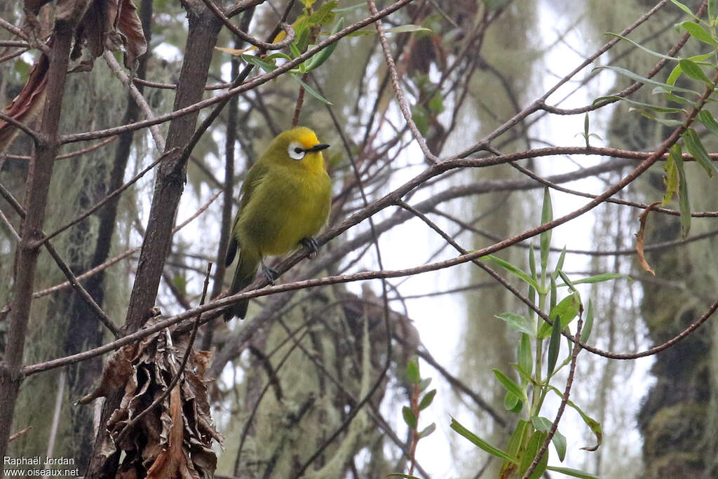 Kikuyu White-eyeadult, habitat, pigmentation