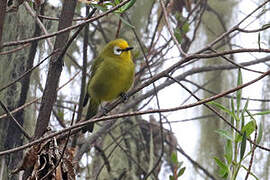 Kikuyu White-eye