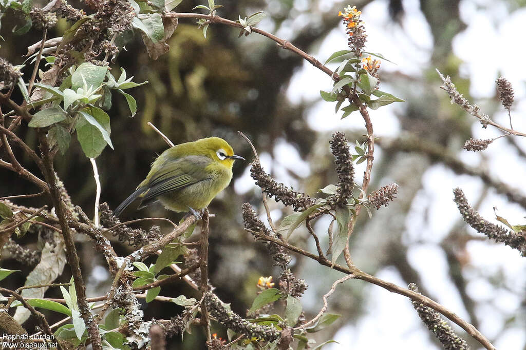 Mbulu White-eyeadult, identification