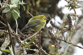 Mbulu White-eye