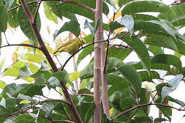 Forest White-eye