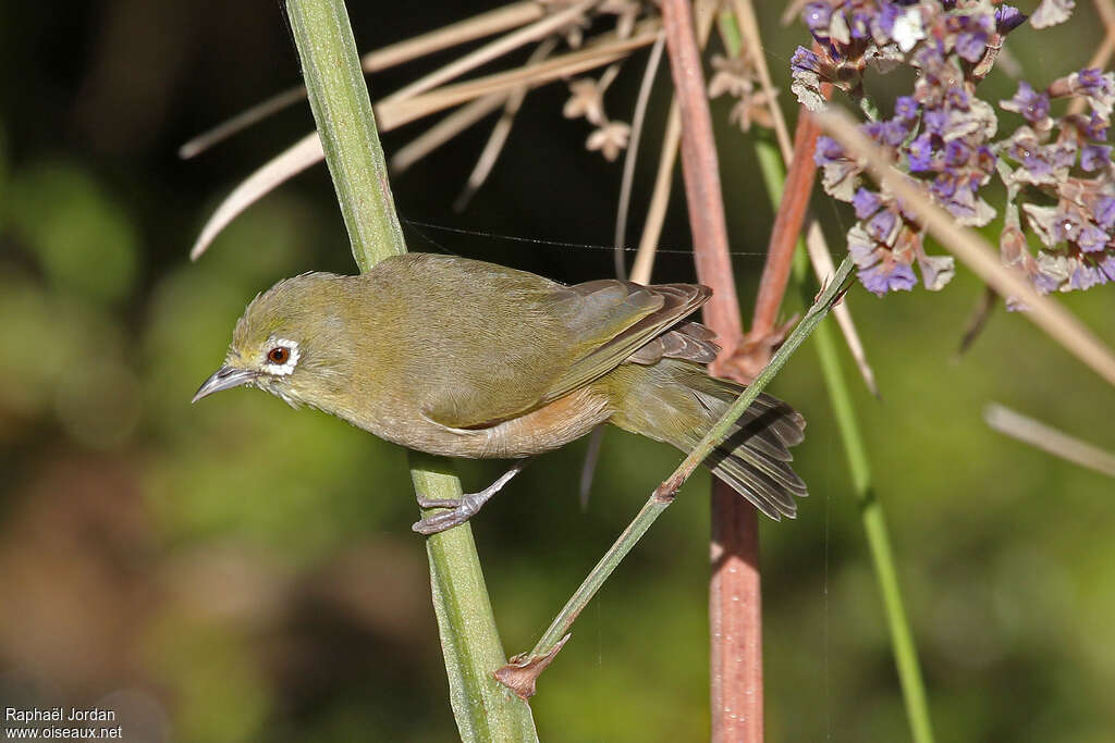 Orange River White-eyeadult, Behaviour