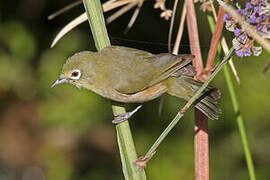 Orange River White-eye