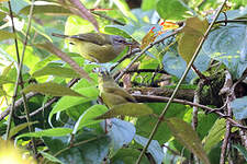 Zostérops javanais