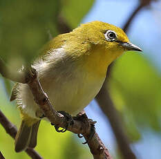 Zostérops montagnard