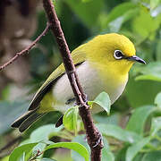 Warbling White-eye (montanus)